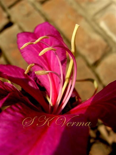  Fertile Stamens 